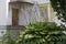 Flowering hosta bushes in a modern cottage garden - an example of use in landscaping.