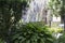 Flowering hosta bushes in a modern cottage garden - an example of use in landscaping.