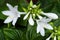 The flowering hosta bushes. One of the varieties of the hosta plant.