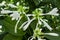 Flowering hosts, white flowers in the garden, background