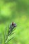 Flowering houndstongue plant - Cynoglossum officinale - on blurred green background