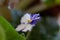 Flowering of the house plant white and violet senpolia. Huge white flowers with a blue lace edge. Dark green quilted