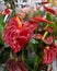 Flowering houseplant anthurium in a flower shop