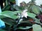 flowering houseplant flower Tradescantia