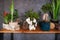 Flowering houseplants in modern dark interior. Potted plants on wooden table. Home decor.