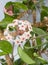 Flowering Hoya carnosa