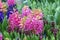Flowering Hyacinth Tricolor field