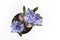 Flowering hyacinths on a light background. Shallow depth of fiel