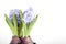 Flowering hyacinths on a light background. Shallow depth of fiel