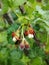 Flowering hybrid of gooseberry and currant, or yoshta on blurred green foliage background. Close-up. Vertical photo.