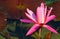 Flowering hybrid pink water lily