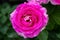 Flowering Hybrid Tea Rose