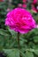Flowering Hybrid Tea Rose