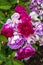Flowering Hybrid Tea Rose