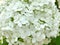 The flowering of Hydrangea arborescens. Hydrangea tree-like close-up