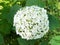 The flowering of Hydrangea arborescens. Hydrangea tree-like close-up