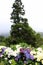 Flowering hydrangeas against the background of a lone tree