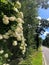 Flowering hydrangeas grow by the side of a rural road in New England.