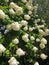 Flowering hydrangeas grow by the side of a rural road in New England.