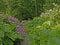 Flowering Hydrangeas and Gunnera