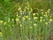 Flowering immortal sand Helichrysum arenarium L. Moench