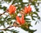 Flowering Indian Coral Tree or tiger`s claw or Erythrina variegata