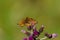 Flowering inflorescence Cirsium palustre with butterfly Speyeria aglaja