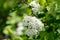 Flowering inflorescence of Spirea white lat. Spiraea alba among the foliage