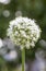 Flowering inflorescences of onions on the background of the garden with blurred background