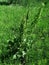 Flowering of the invasive horse sorrel weed growing in a meadow in rural areas