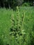 Flowering of the invasive horse sorrel weed growing in a meadow in rural areas