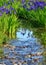 Flowering Iris in Japanese garden, Kyoto Japan.