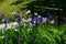 Flowering iris at Japanese garden, Kyoto Japan