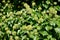 Flowering ivy common Hedera helix L