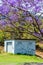 Flowering Jacaranda Tree