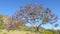 Flowering Jacaranda Tree