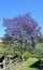 Flowering Jacaranda Tree in Laguna Woods, California.