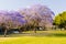 Flowering Jacaranda Trees