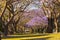 Flowering Jacaranda Trees