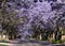 Flowering Jacaranda trees