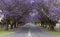 flowering jacaranda trees along pound street during the jacaranda festival at grafton