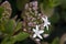 Flowering jade tree