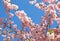 Flowering Japanese cherry-tree