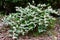 Flowering Japanese knotweed plant