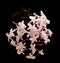 Flowering Jasminum officinale, the common jasmine, isolated