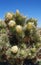 Flowering Joshua Tree (Yucca brevifolia ) near Red Rock Canyon, Nevada.