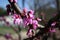 Flowering judas tree - cercis siliquastrum