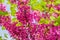 Flowering judas tree in macro closeup during spring, vibrant pink flowers, popular decorative tree specie