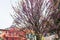 Flowering judas tree in Padua city in spring