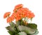 Flowering kalanchoe